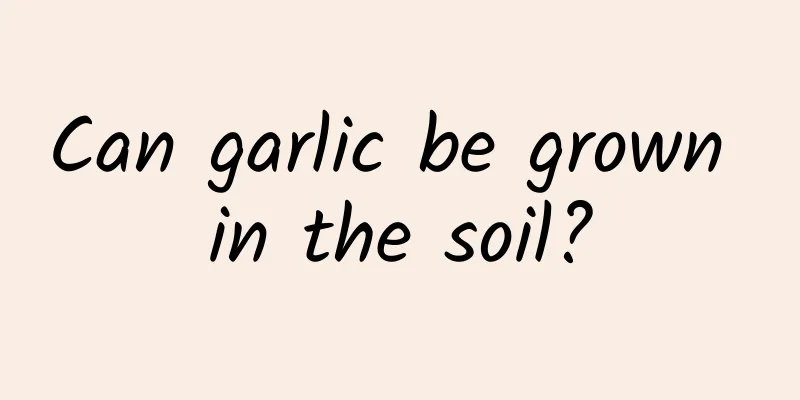 Can garlic be grown in the soil?