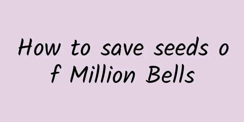 How to save seeds of Million Bells