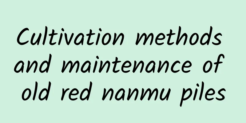 Cultivation methods and maintenance of old red nanmu piles