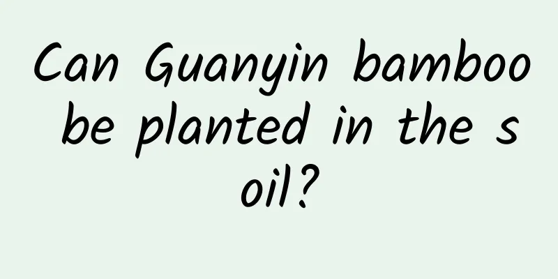 Can Guanyin bamboo be planted in the soil?