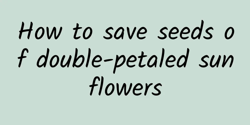 How to save seeds of double-petaled sunflowers