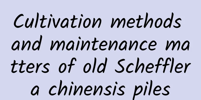Cultivation methods and maintenance matters of old Schefflera chinensis piles