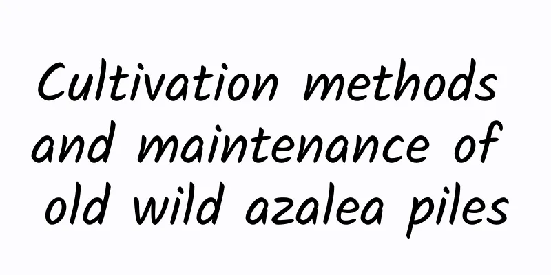 Cultivation methods and maintenance of old wild azalea piles