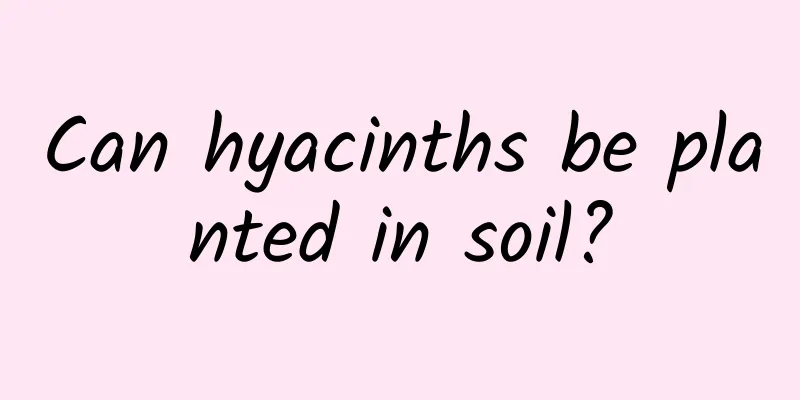 Can hyacinths be planted in soil?