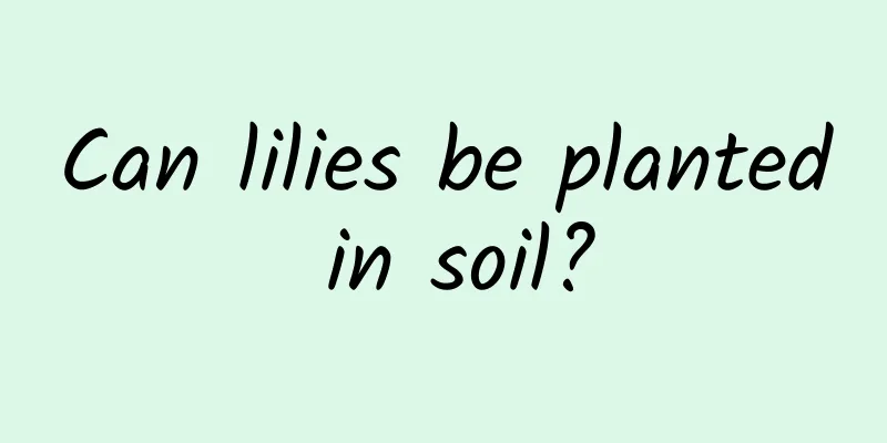 Can lilies be planted in soil?
