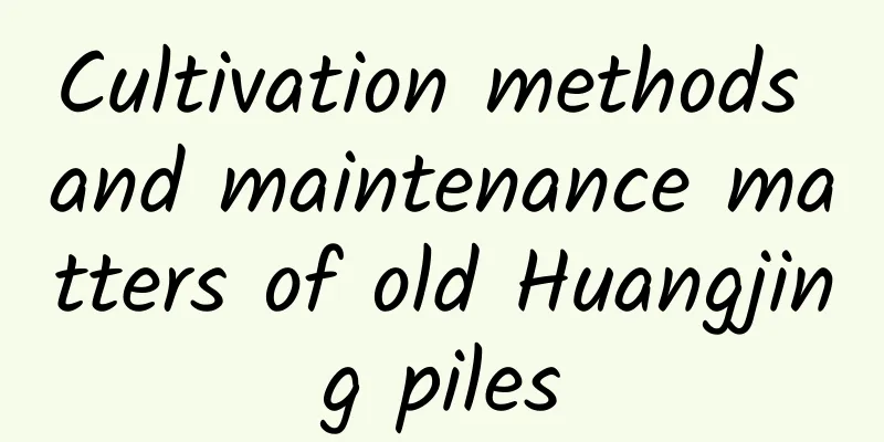 Cultivation methods and maintenance matters of old Huangjing piles