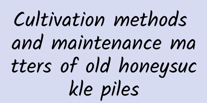 Cultivation methods and maintenance matters of old honeysuckle piles