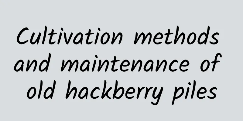 Cultivation methods and maintenance of old hackberry piles