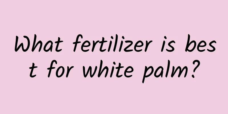 What fertilizer is best for white palm?