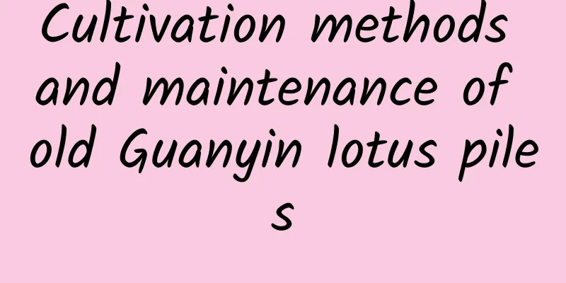 Cultivation methods and maintenance of old Guanyin lotus piles