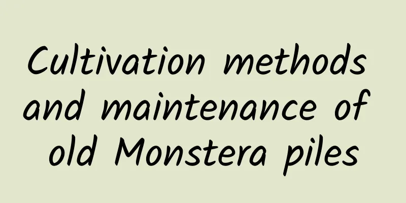 Cultivation methods and maintenance of old Monstera piles