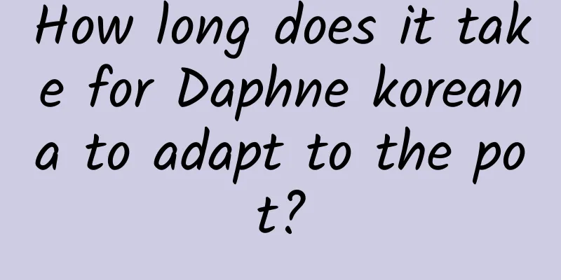 How long does it take for Daphne koreana to adapt to the pot?