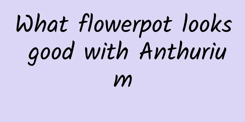 What flowerpot looks good with Anthurium