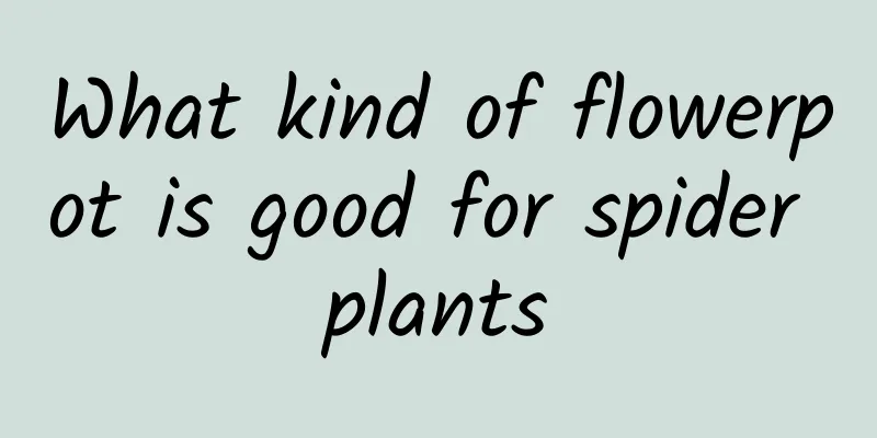 What kind of flowerpot is good for spider plants