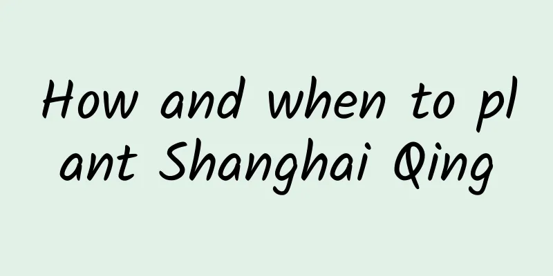 How and when to plant Shanghai Qing