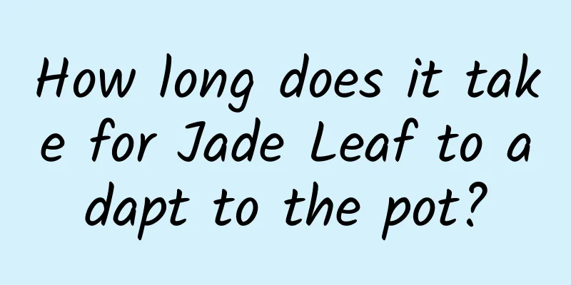 How long does it take for Jade Leaf to adapt to the pot?