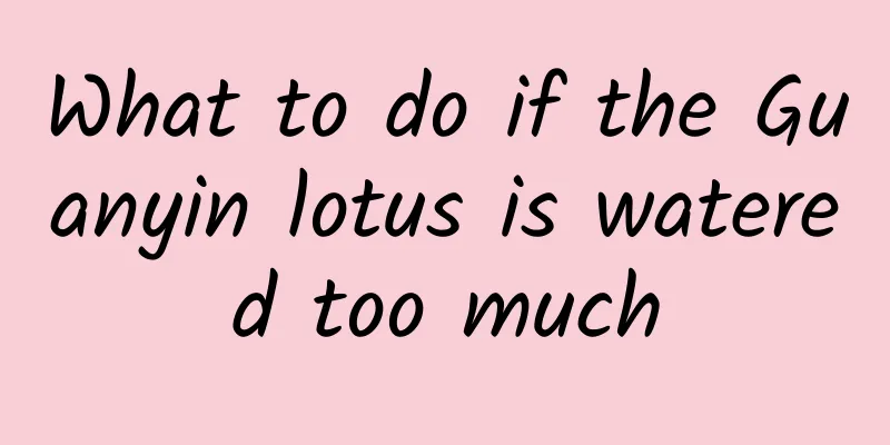 What to do if the Guanyin lotus is watered too much