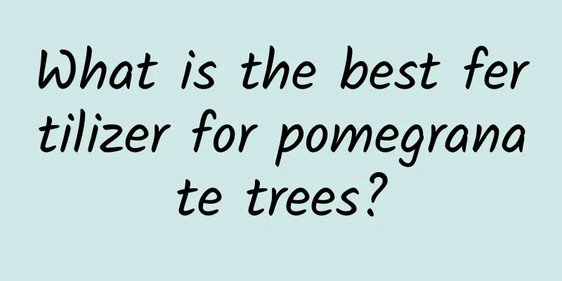 What is the best fertilizer for pomegranate trees?