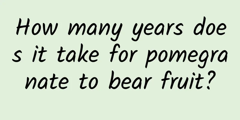 How many years does it take for pomegranate to bear fruit?