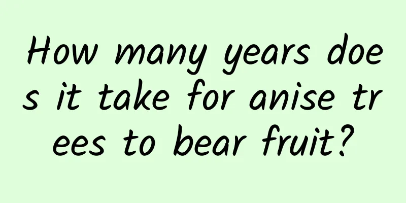 How many years does it take for anise trees to bear fruit?