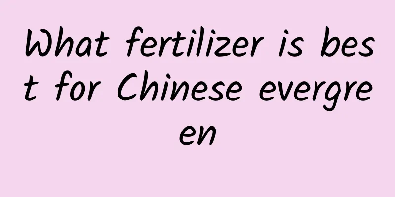 What fertilizer is best for Chinese evergreen