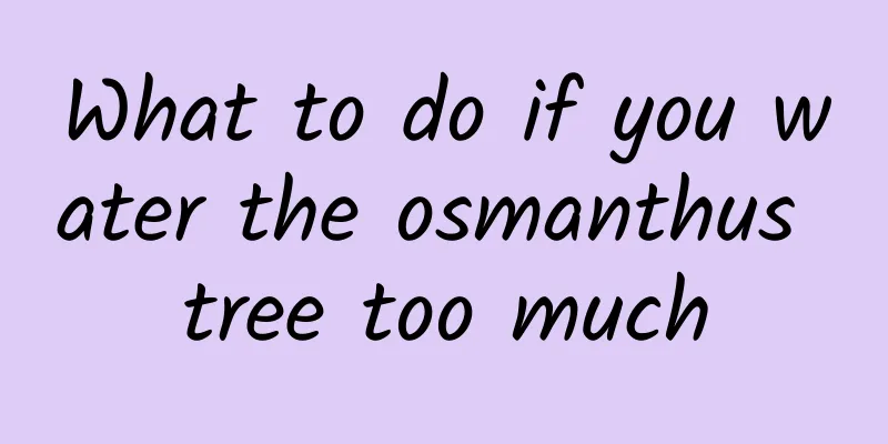 What to do if you water the osmanthus tree too much