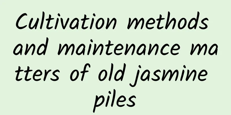 Cultivation methods and maintenance matters of old jasmine piles