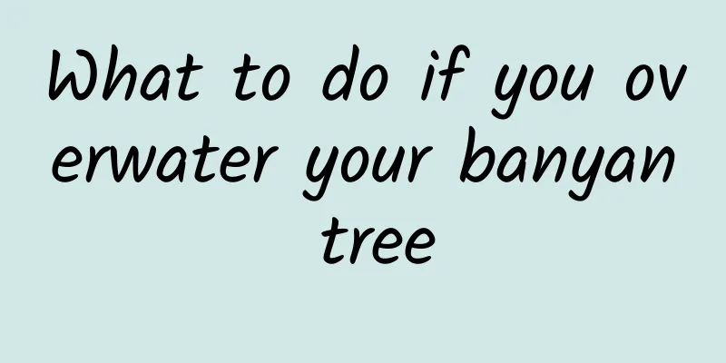 What to do if you overwater your banyan tree