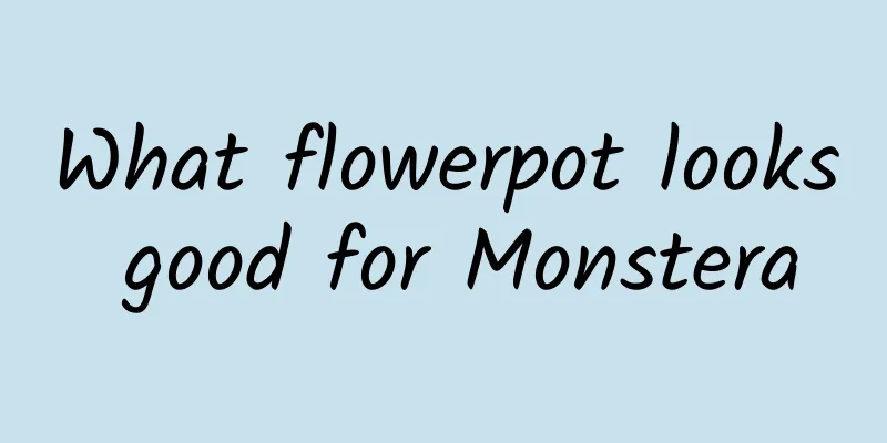 What flowerpot looks good for Monstera