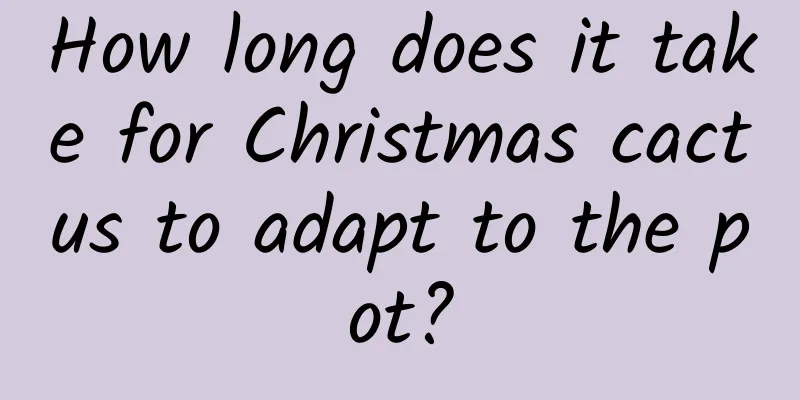 How long does it take for Christmas cactus to adapt to the pot?