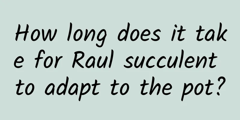How long does it take for Raul succulent to adapt to the pot?