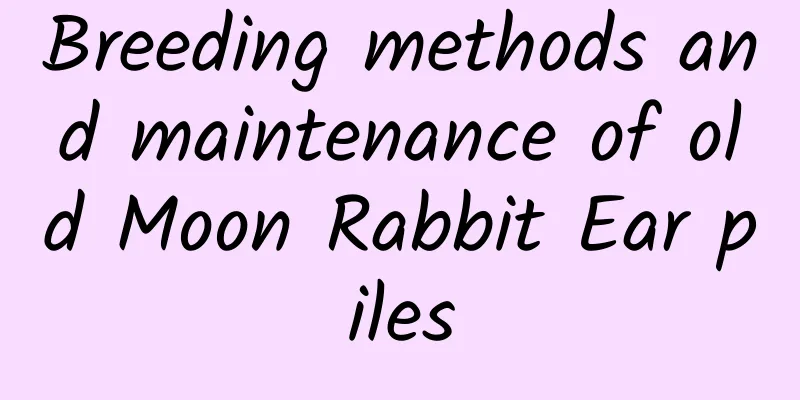 Breeding methods and maintenance of old Moon Rabbit Ear piles