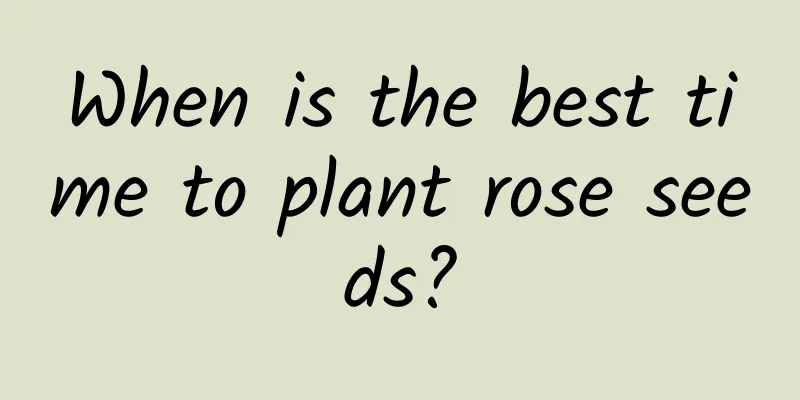 When is the best time to plant rose seeds?