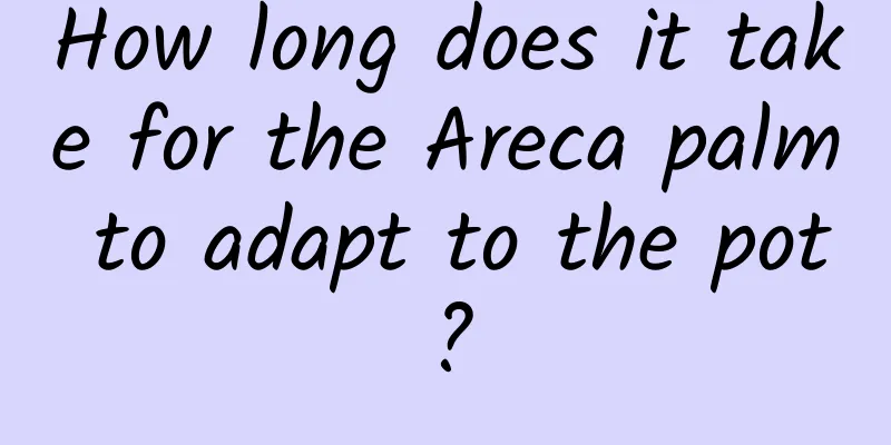 How long does it take for the Areca palm to adapt to the pot?