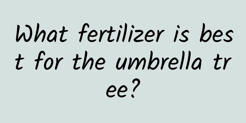 What fertilizer is best for the umbrella tree?
