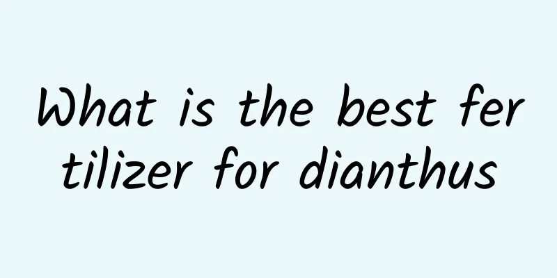 What is the best fertilizer for dianthus