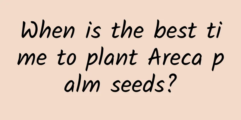 When is the best time to plant Areca palm seeds?