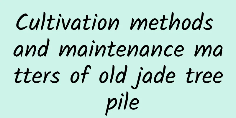 Cultivation methods and maintenance matters of old jade tree pile