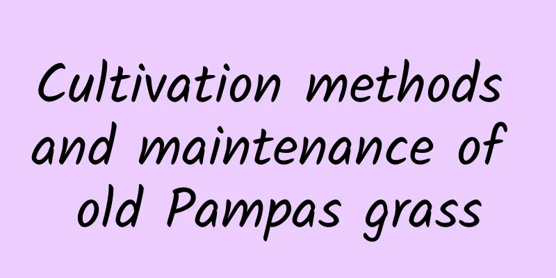 Cultivation methods and maintenance of old Pampas grass