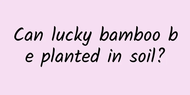 Can lucky bamboo be planted in soil?