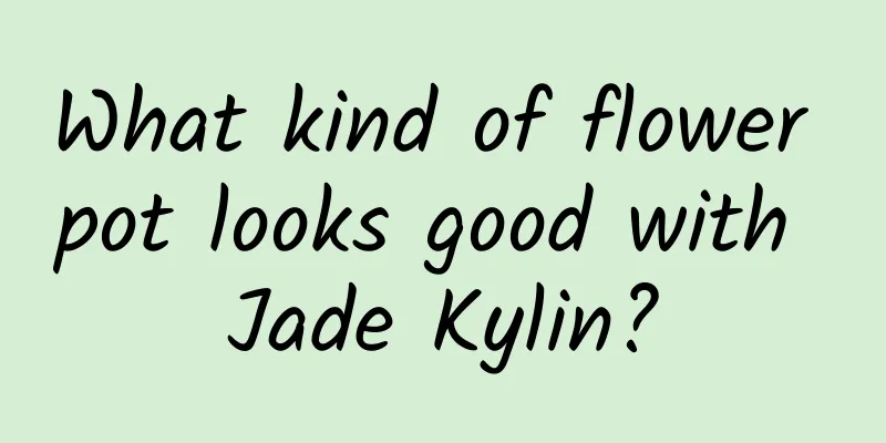 What kind of flower pot looks good with Jade Kylin?