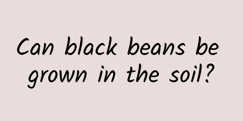 Can black beans be grown in the soil?