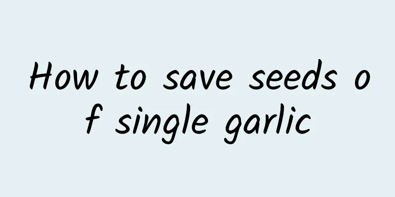 How to save seeds of single garlic