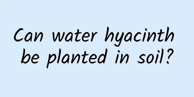 Can water hyacinth be planted in soil?