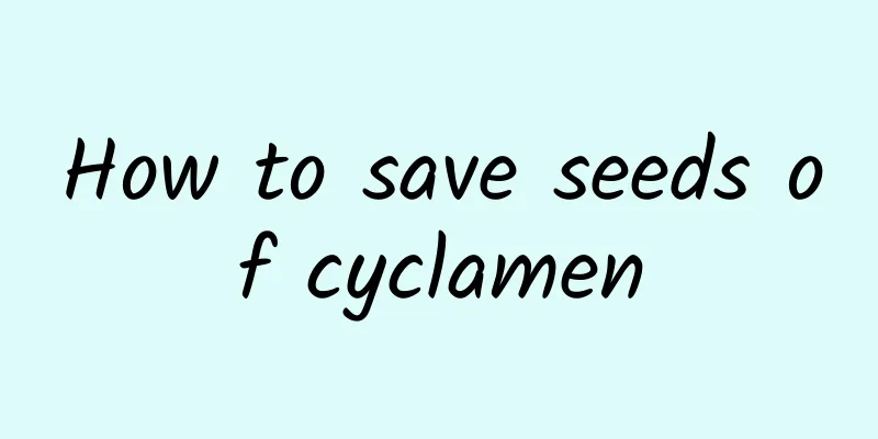 How to save seeds of cyclamen