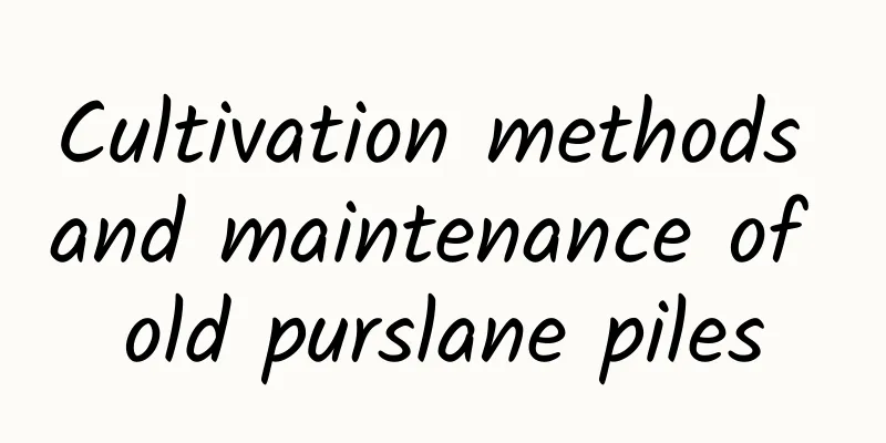 Cultivation methods and maintenance of old purslane piles