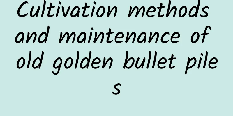 Cultivation methods and maintenance of old golden bullet piles