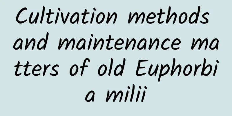 Cultivation methods and maintenance matters of old Euphorbia milii