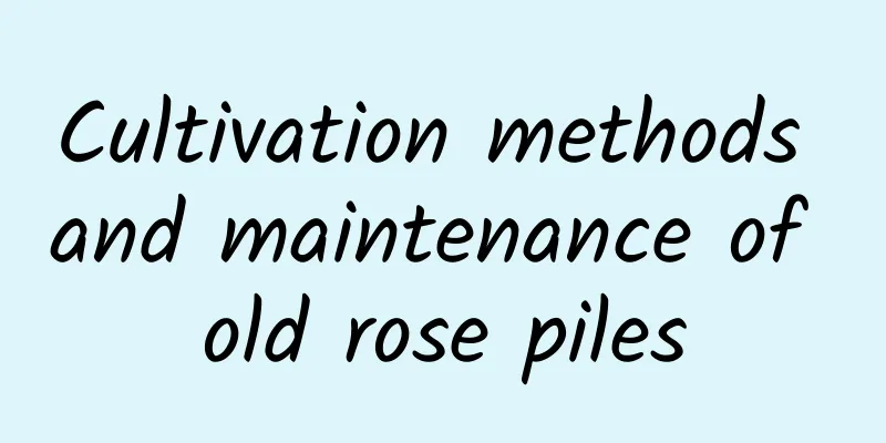 Cultivation methods and maintenance of old rose piles