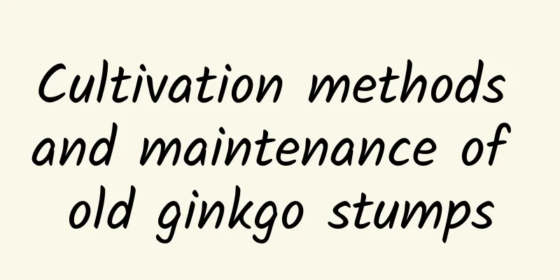 Cultivation methods and maintenance of old ginkgo stumps